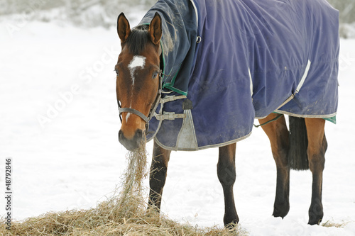 Thoroughbred Horse Eating Hay in Snow