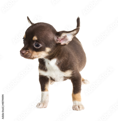 short haired chihuahua puppy in front of a white background © Andrei Starostin