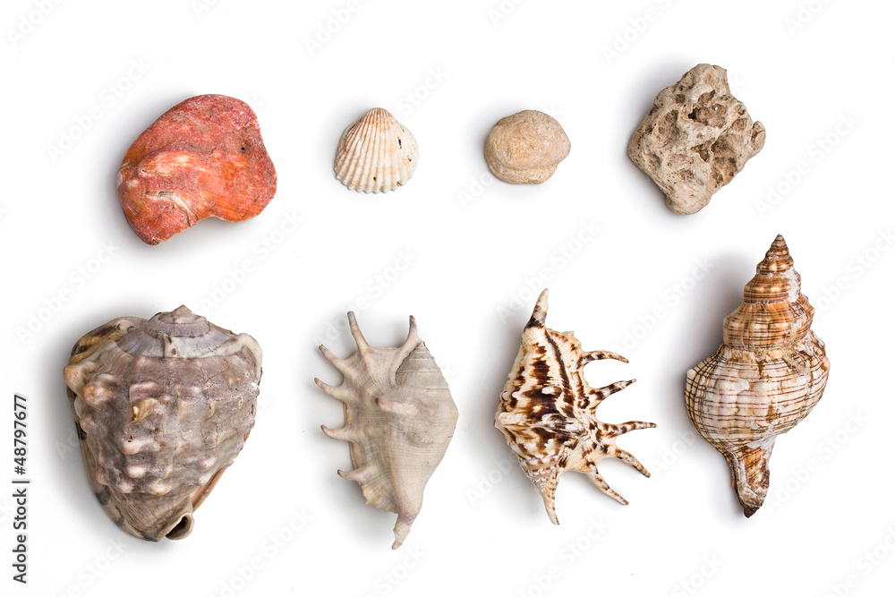 Coquillages composition Coquillages composition