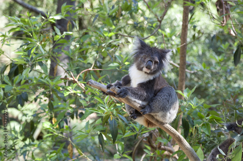 Fototapeta Naklejka Na Ścianę i Meble -  Koala on a tree trunk