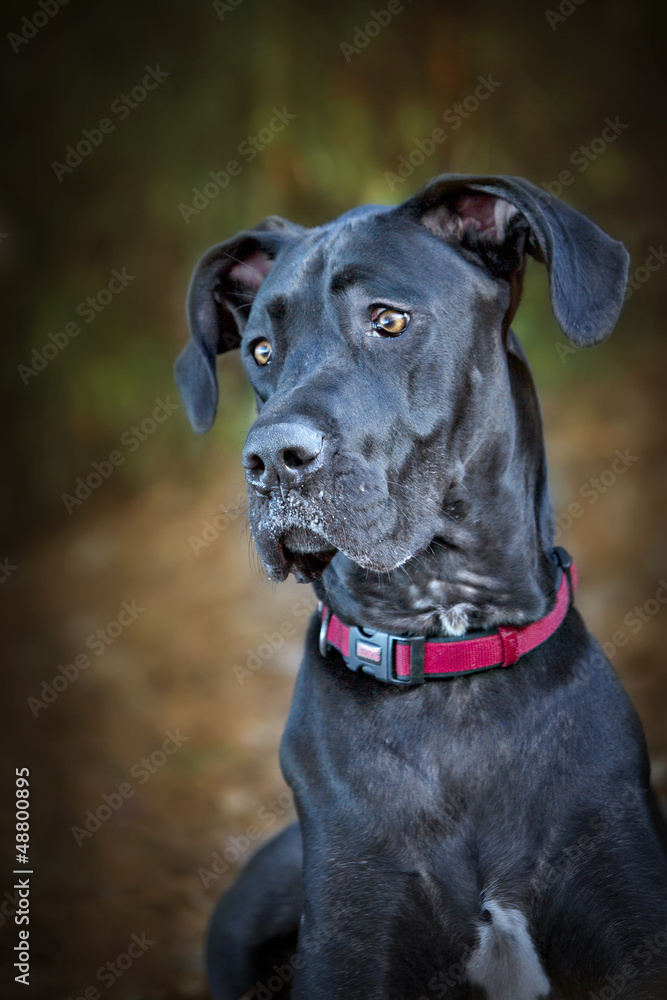 Black Great Dane dog