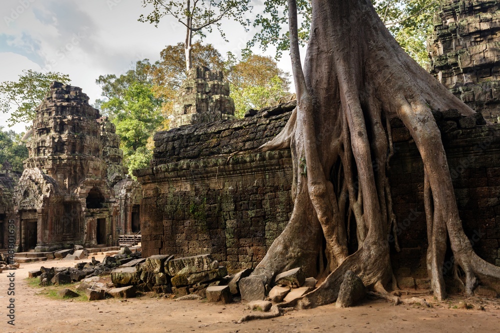 Fototapeta premium Angkor tree roots