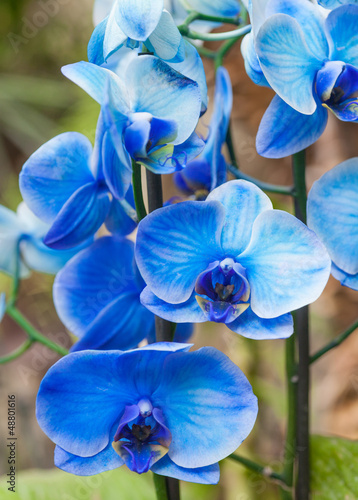 Images of blue orchids