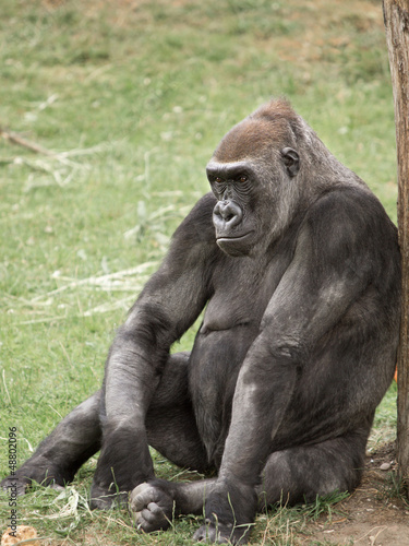 Gorilla © Hubertus Theile