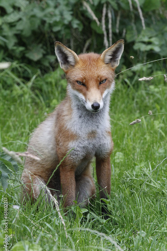 Red Fox © snapper
