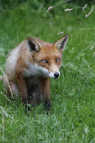 Red Fox © snapper