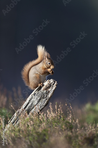 Red Squirrel