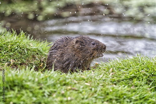 Water Vole