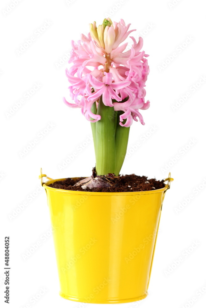 Fresh pink hyacinths in a yellow bucket on a white background