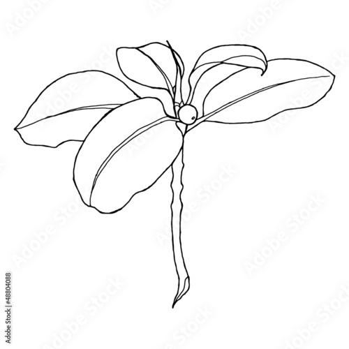 hand drawing of a fig tree branch