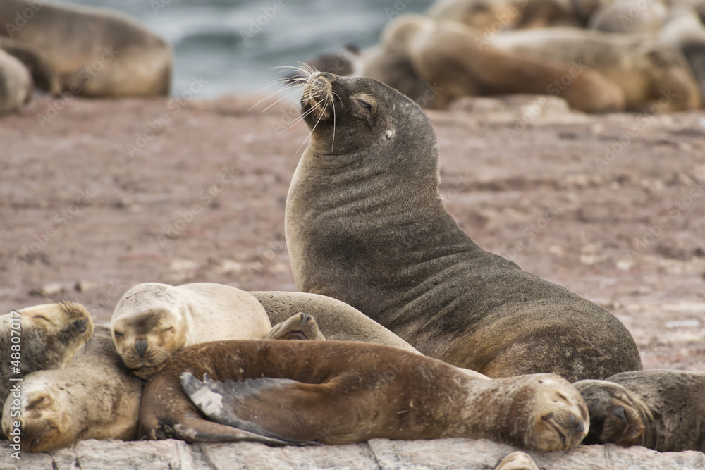 Fototapeta premium South American Sea Lions
