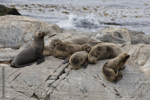 South American Sea Lions