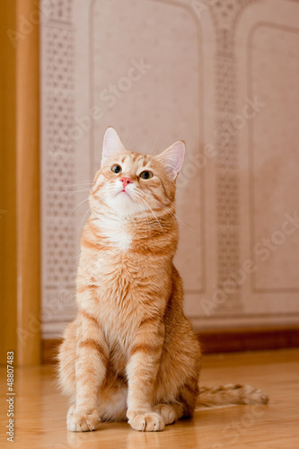 Tela Ginger tabby cat
