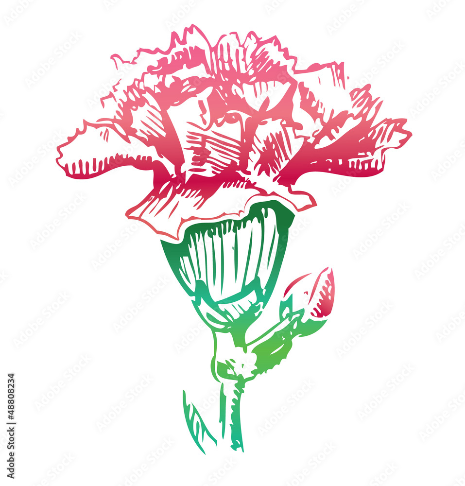Pink carnation flower sketch icon