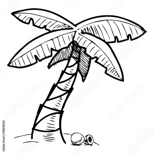 Tropical palm tree sketch illustration