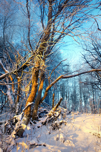 tree in wilderness area in winter