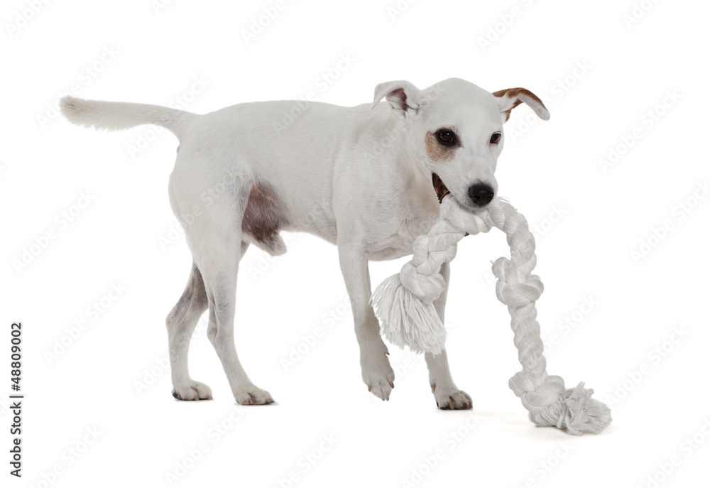 Jack Russell Terrier playing with biting rope