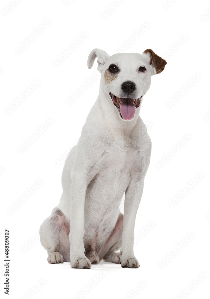 Jack Russell Terrier sitting in front of white background