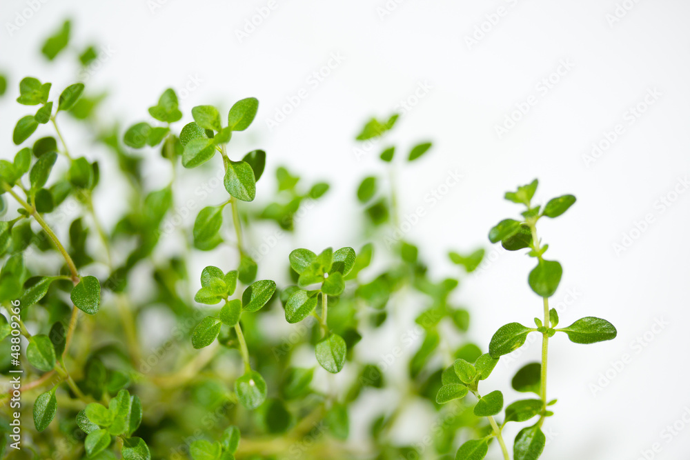 Thyme Stock-Foto | Adobe Stock