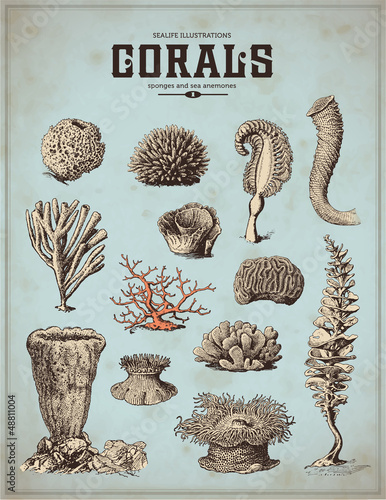 sea-life illustrations: corals, sponges and sea anemones (1)