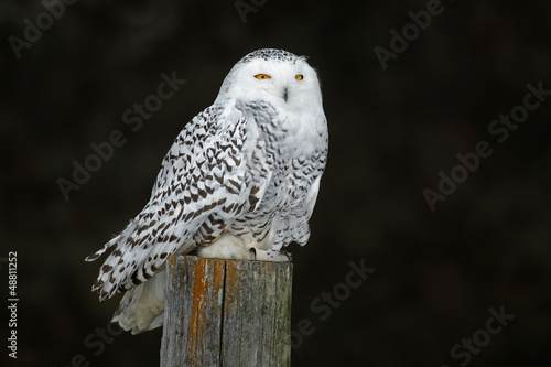 Snowy Owl