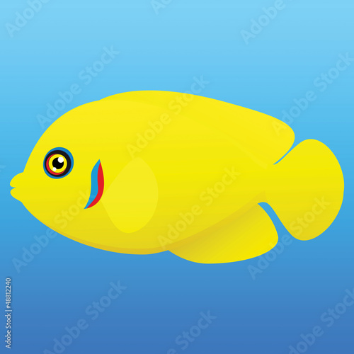 Yellow, blue and red lemonpeel angel fish photo