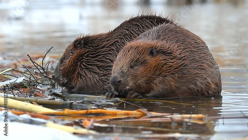 shot of a wild beaver near lake, nature series