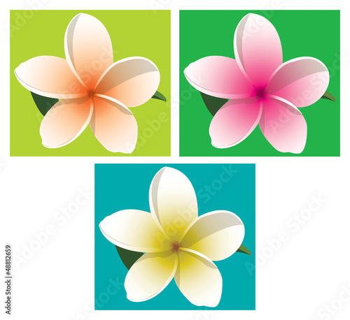 Orange, pink and yellow frangipani on coloured backgrounds in ve