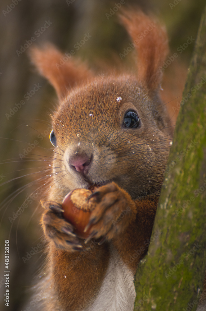 Squirrel