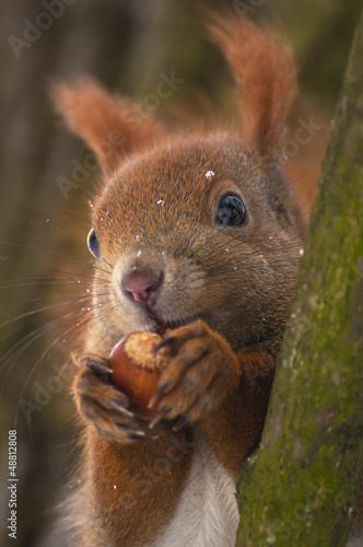 Obraz na płótnie Squirrel w salonie