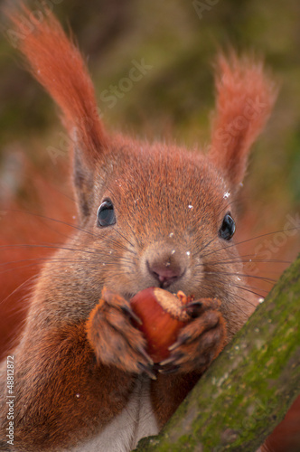Squirrel