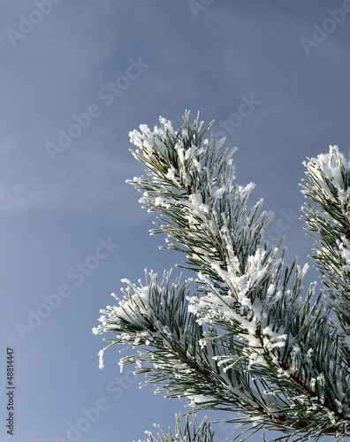 Snow covered pine branch
