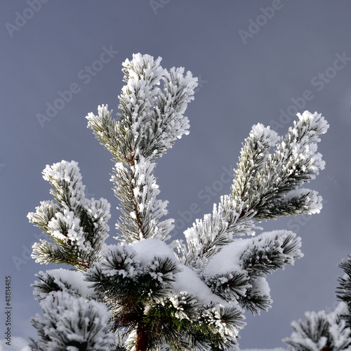 Snow covered pine branch