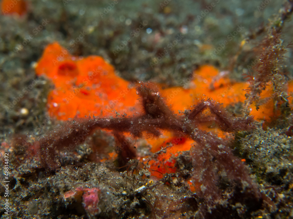 orangutan crab orangutan crab