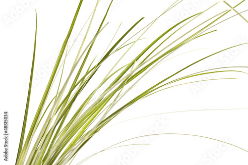 green long grass isolated