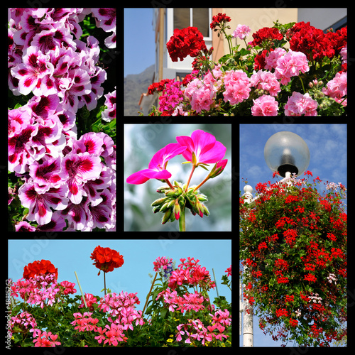 Fototapeta Naklejka Na Ścianę i Meble -  Five mosaic photos of geranium