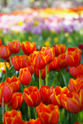 tulip garden © Peera