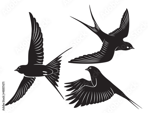 bird swallow