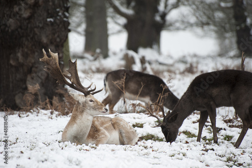 Fototapeta Naklejka Na Ścianę i Meble -  Beautiful image of Fallow Deer in snow Winter landscape