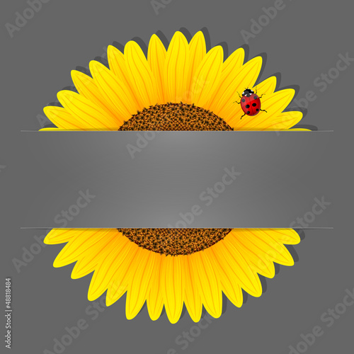 Fototapeta Naklejka Na Ścianę i Meble -  Sunflower and ladybird on grey background. Vector illustration. 