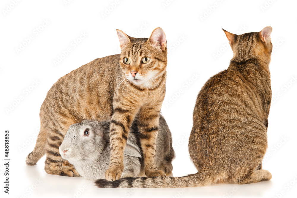 Gray rabbit and two cats, isolated on white