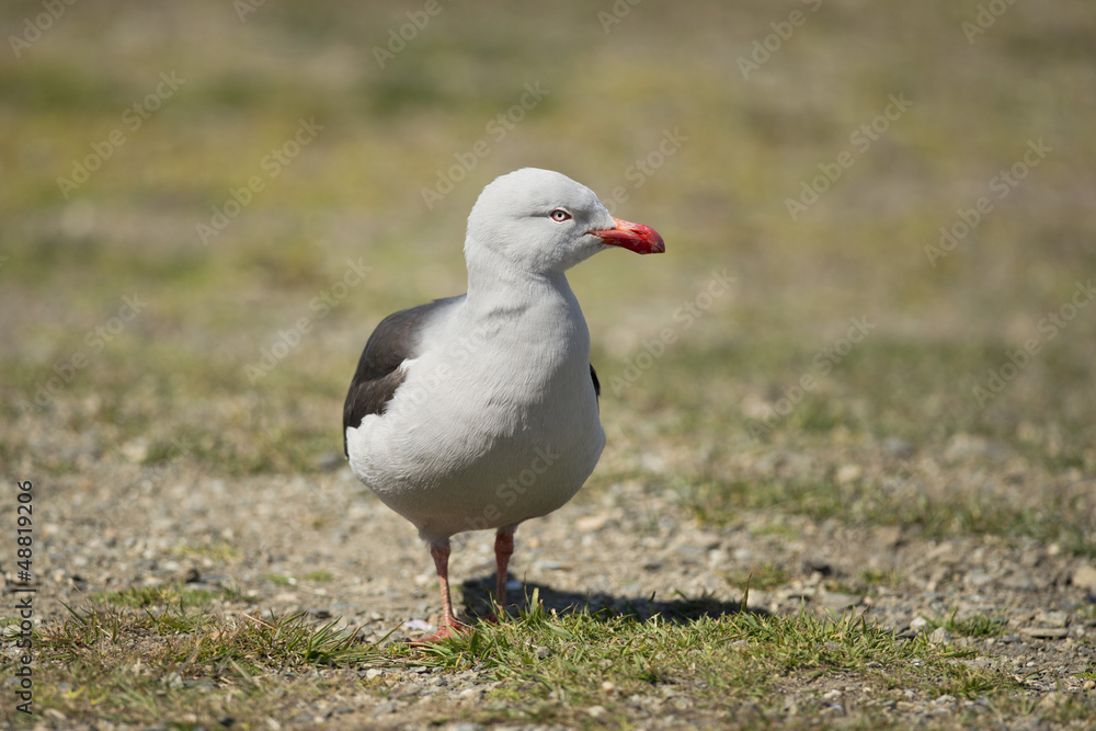 Dolphin Gull