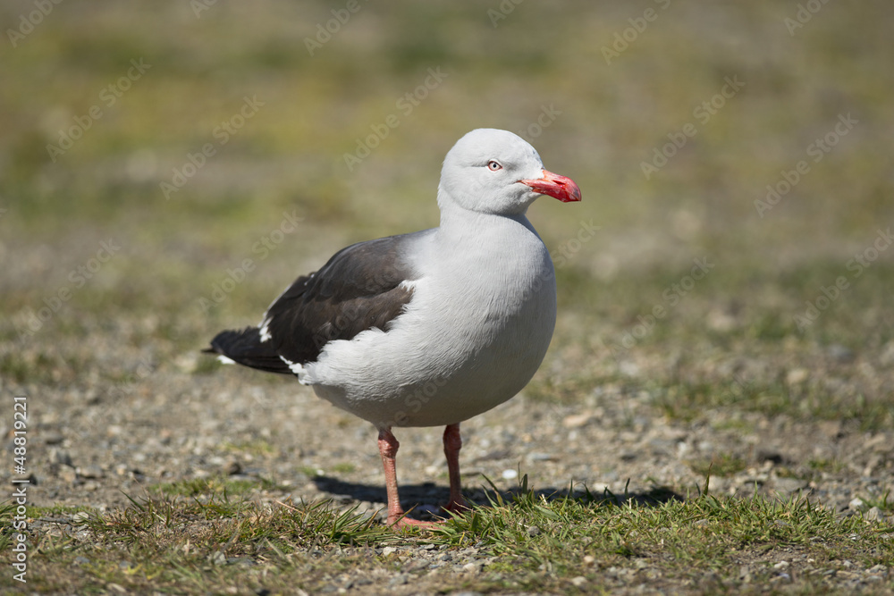 Dolphin Gull Dolphin Gull
