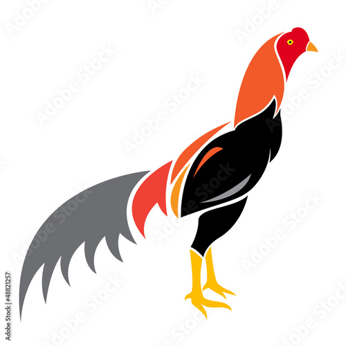 Vector image of an cock on white background