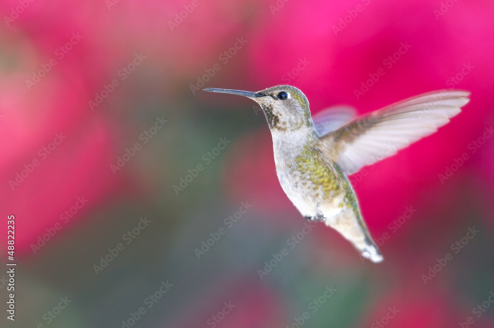 Fototapeta premium Hummingbird in flight
