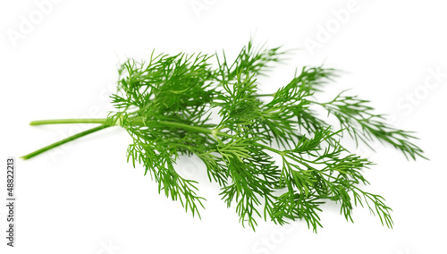 Fennel herbs
