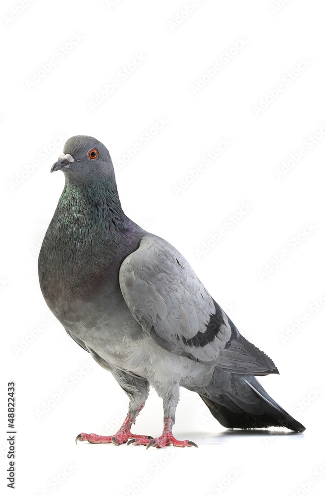 Obraz premium gray dove