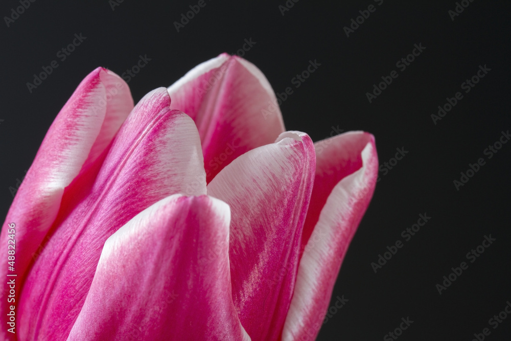 Close up image of pink tulip on black background