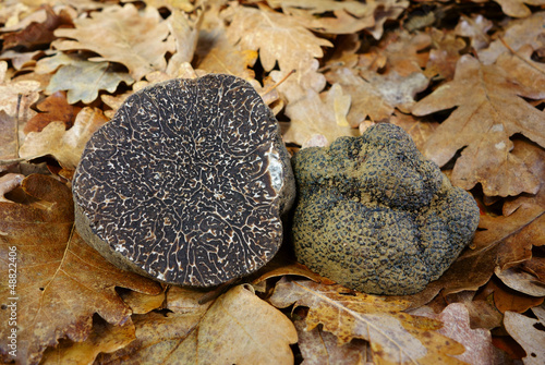 black truffle (tuber melanosporum)
