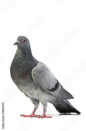 gray dove © fotomaster